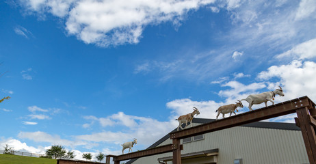 ヤギの空中散歩