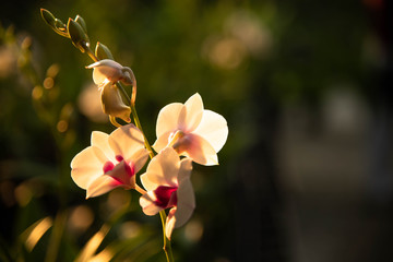Fototapeta na wymiar Thai orchids in the garden, flower background