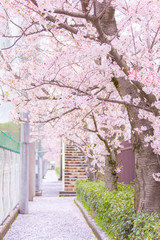 桜
