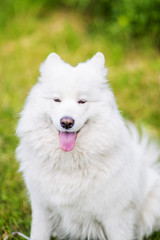 Samoed dog