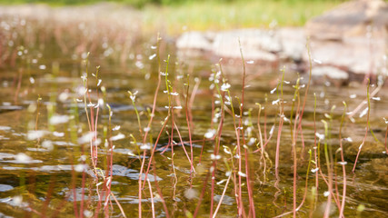 Teich mit Wasserpflanzen