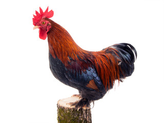 rooster on stump isolated