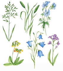 Watercolor collection with wild flowers. Set of summer meadow plants and flowers on the white background. Field plants collection