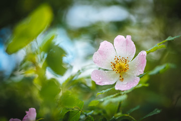 Dog rose (Rosa Canina) blossom and green leaves with rain drops on it. Macro image, blurred background