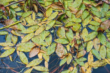 Colorful leaves with water drops in the water