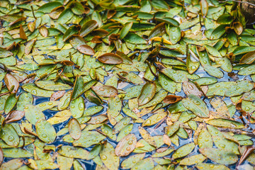 Colorful leaves with water drops in the water