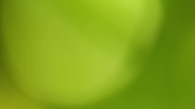 Beautiful green abstract background. Real time full hd video footage.