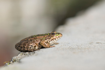 frog on rock