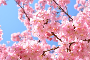 桜イメージ素材、サクラ、満開の河津桜