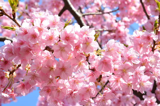 桜イメージ素材、サクラ、満開の河津桜