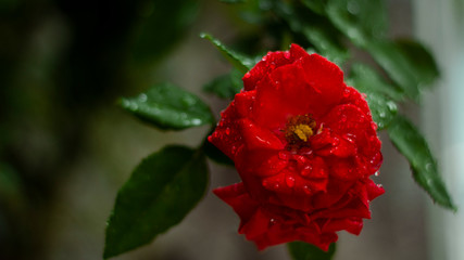 red rose in the garden