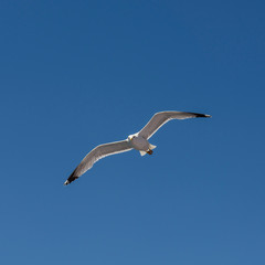 seagull in fly