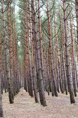 Pine forest. A row of pine trees in the forest. Vertical photo.
