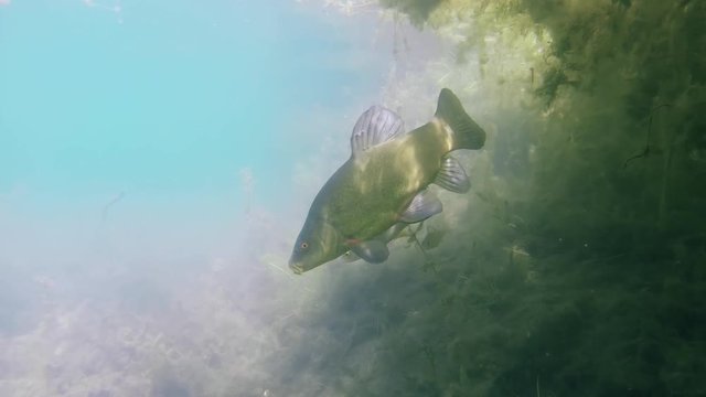 Tench, Tinca Tinca Or Doctor Fish Swimming Underwater. Close up underwater video with tench. Tench swimming with a little group of perchs, Perca fluviatilis.