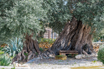 Wooden bench in the shade of old olive trees in the garden