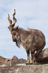 A goat with big horns (mountain goat marchur) stands alone on a rock, mountain landscape and sky. Allegory on scapegoat.