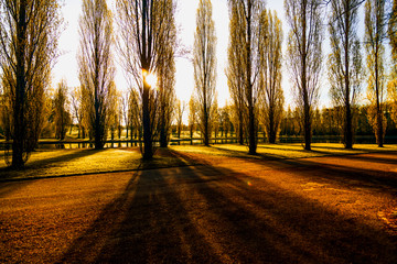 Poplar Trees near water during dawn