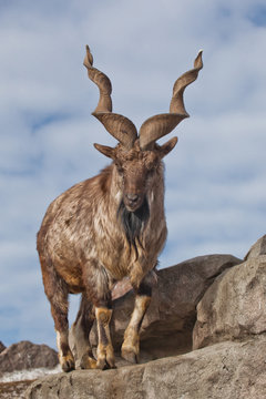A goat with big horns (mountain goat marchur) stands alone on a rock, mountain landscape and sky. Allegory on scapegoat.
