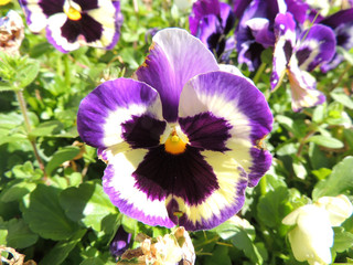 A close-up of a beautiful pansy flower with an out of focus background - obrazy, fototapety, plakaty