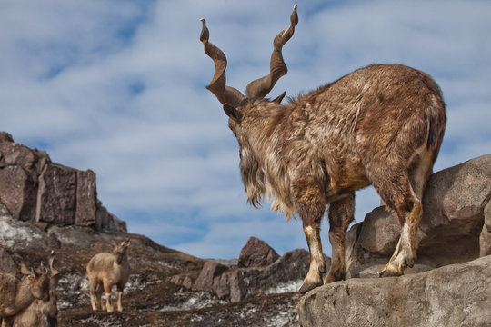 A goat with big horns (mountain goat markhur) stands on a rock, examining a female goat near the mountain landscape and the blue sky not far away.