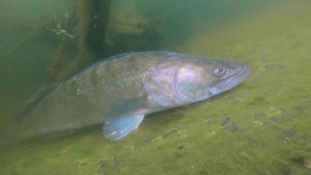 Huge Walleye, Zander or Pike-perch (Sander lucioperca). Underwater video of fresh water fish. Animals in nature. Swimming pike perch