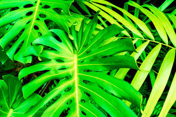 Plakat Philodendron monstera obliqua (Monstera deliciosa, the ceriman or swiss cheese plant) green leaf background