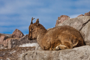 Young female of a mountain goat (Markhoor) lying on a rock on a rock, blue sky,