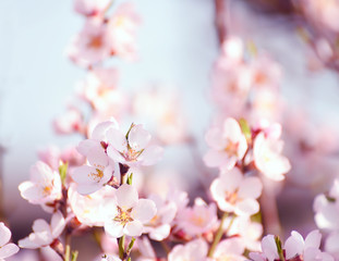 Fototapeta na wymiar Beautiful tender flowers of almond tree in spring.
