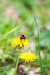 Bumblebee Sitting on a Yellow Dandelion Flower, Germany