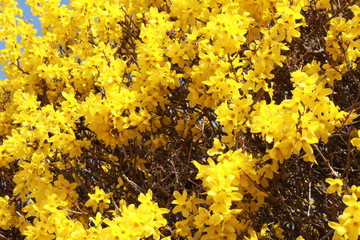 Forsythia jaune
