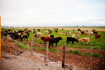 VACAS COMIENDO