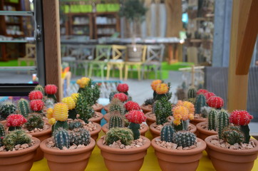Fototapeta na wymiar Minipflanzne Kaktus Kakteen farbe Zimmerpflanze