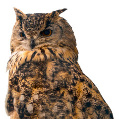 beautiful eagle owl on blue background with copy space. Isolated on white background