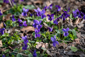 Tapis de violettes au printemps