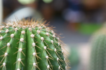 Cactaceae Sukkulenten Kakteen Kaktus Zimmerpflanze stachelig Stachel Grün Pflegeleicht  macro Nahaufnahme