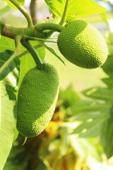 breadfruit hanging on the tree with nature