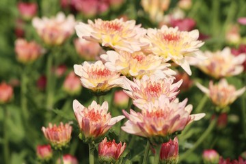Obraz premium Chrysanthemums flower is beautiful in the garden