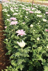 Chrysanthemums flower is beautiful in the garden