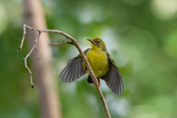 Close up of yellow juvenile sunbird,front view..Brown throated sunbird  juvenile perching  on vertical branch  with spreading wings in the morning light natural blurred background.