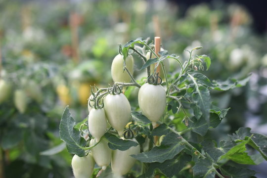 Paradeiser Paradiesapfel  Solanum lycopersicum Tomaten Eigenanbau Sorten verschiedene Cocktailtomate Snacktomate topftomate