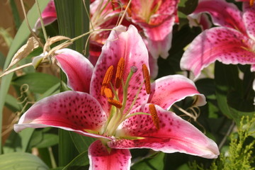 Lys Lilium-2