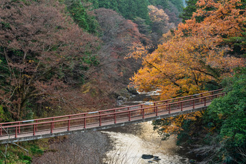 あきる野市　石舟橋の紅葉
