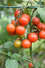 Favorita Snacktomate Cocktailtomate Minitomate Paradiesapfel Paradeiser  Solanum lycopersicum gesund Vitamine 