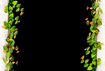 Ficus Pumila are crawling or creeping on the concrete with black background