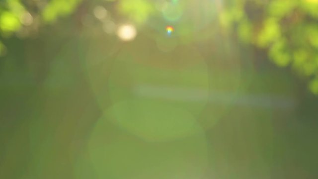 Beautiful round natural bokeh of green fresh foliage growing outdoors and charming soft sunflares. Nature background. Real time full hd video footage.