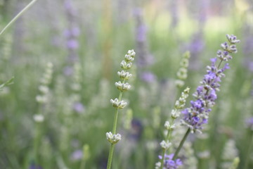 Fototapeta premium Lavendel Lavandula angustifolia Duftpflanze Kräuter Blüte Nutzpflanze 