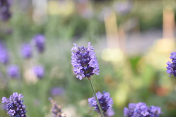 Lavendel Lavandula angustifolia Duftpflanze Kräuter Blüte  Nutzpflanze 