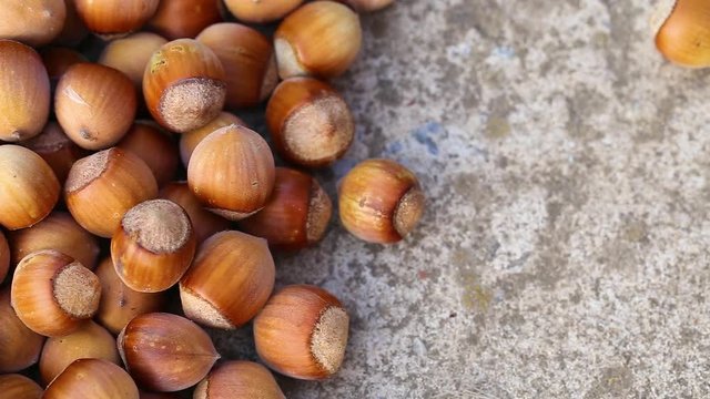 Many hazelnuts isolated on grey background. Real time full hd video footage.