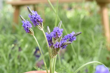 Lavendel Lavandula angustifolia Duftpflanze Kräuter Blüte  Nutzpflanze Zahnlavendel