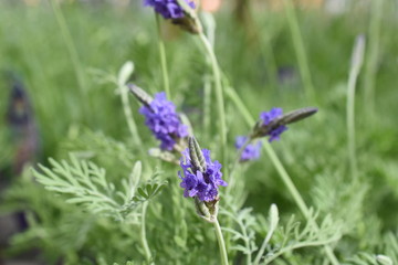 Lavendel Lavandula angustifolia Duftpflanze Kräuter Blüte  Nutzpflanze Zahnlavendel